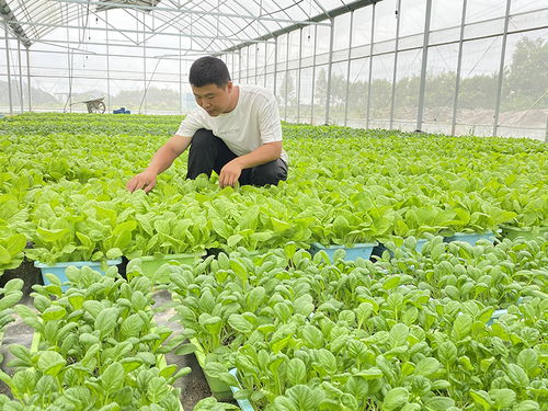 他們緣何都選擇扎根蕪湖灣沚鄉村 蕓苔屬蔬菜